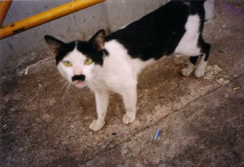 Kitler N°02