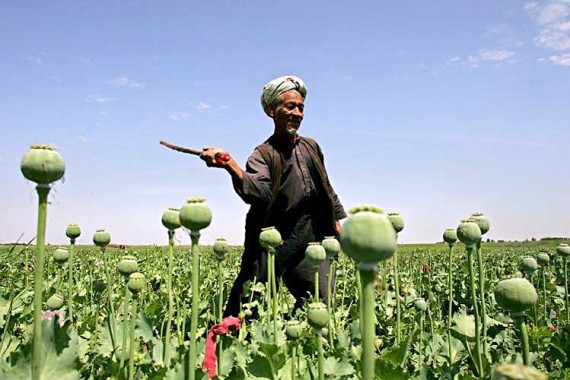Afghanistan: La récolte d'opium atteint un niveau record
