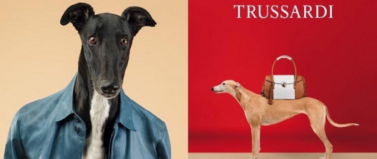 Des chiens posent pour Trussardi