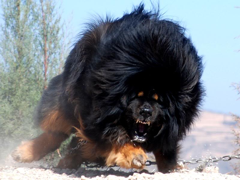 Le mastiff du Tibet