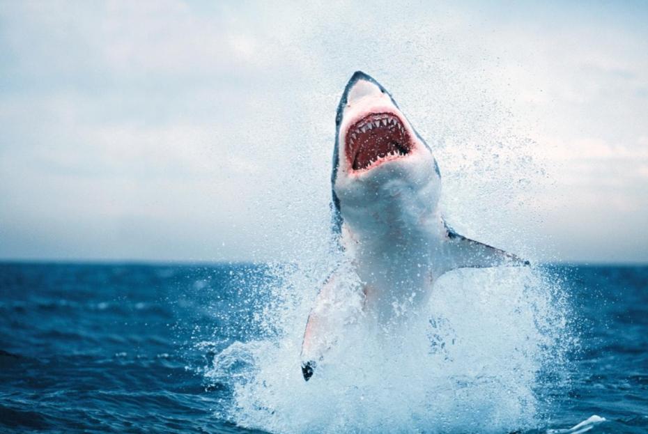 un requin blanc s'envole