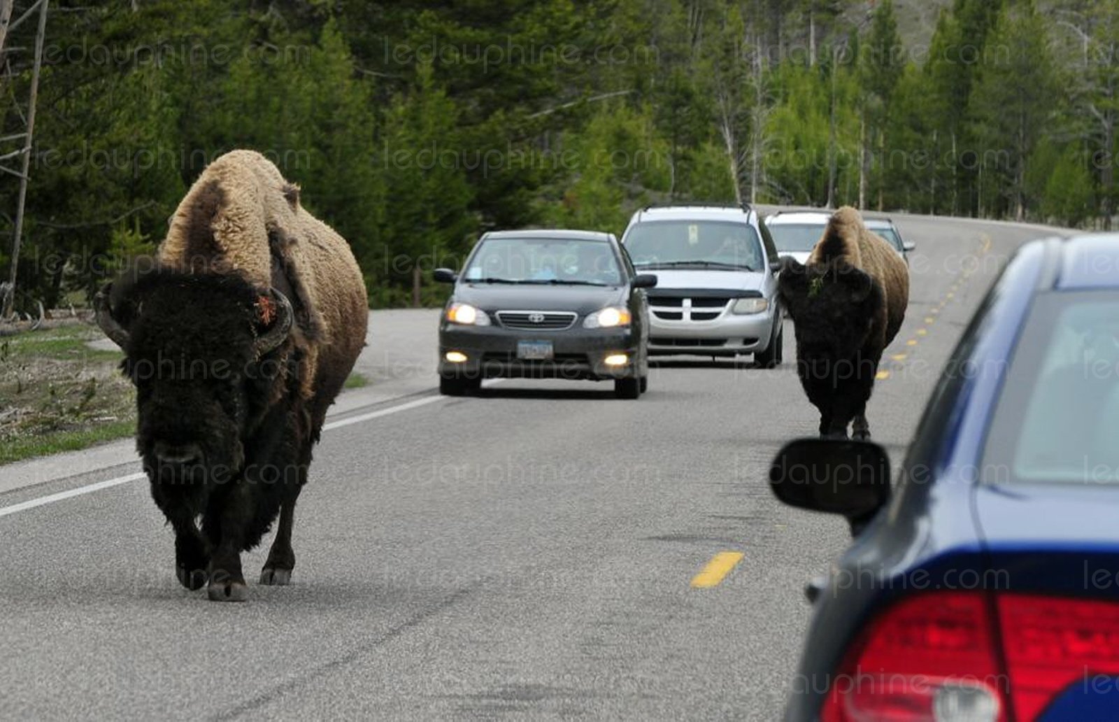 Bisons en fuite