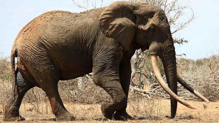 Un des plus grands éléphants (45 ans) en Afrique tué par des braconniers