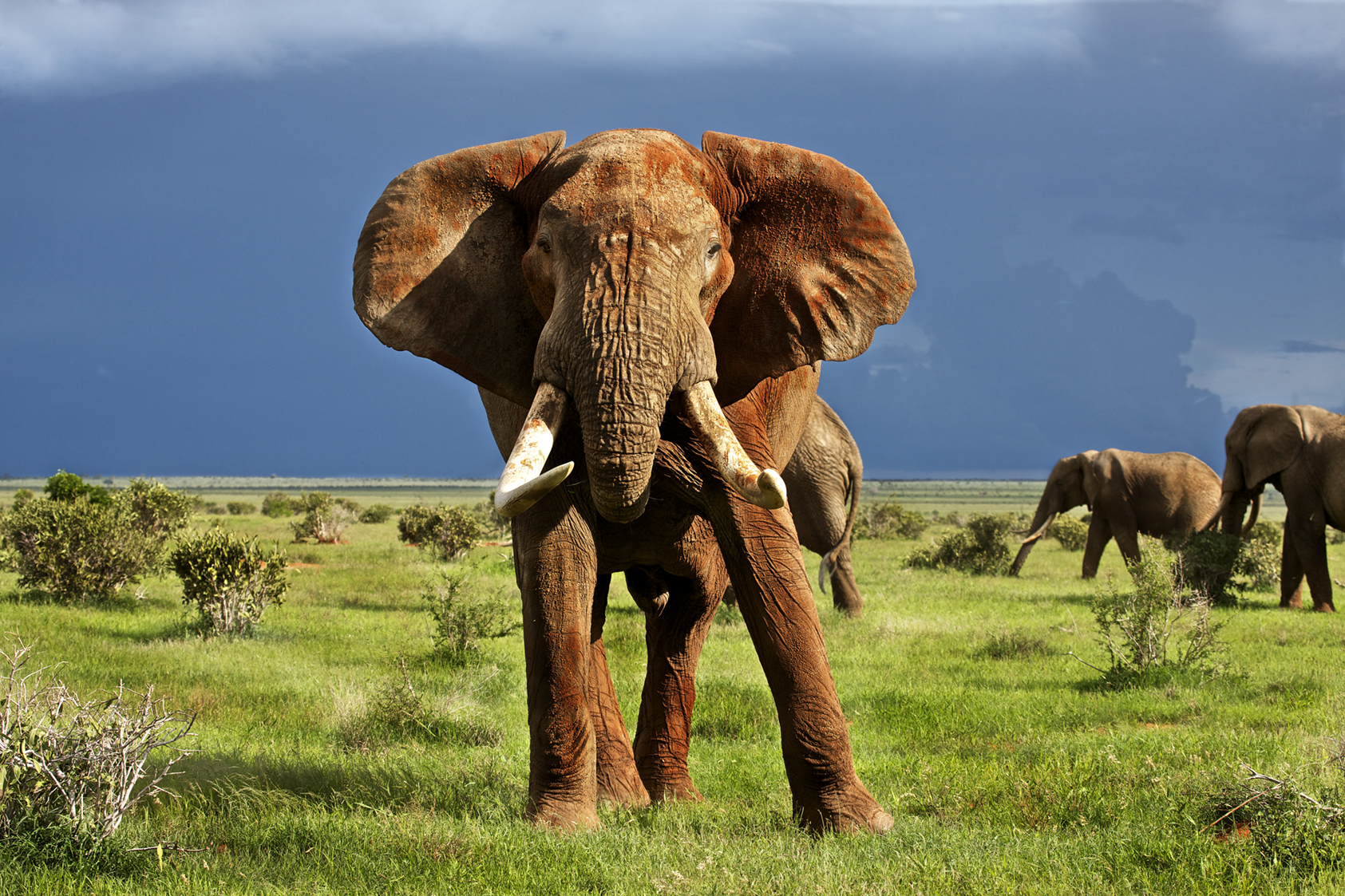 Un des plus grands éléphants (45 ans) en Afrique tué par des braconniers