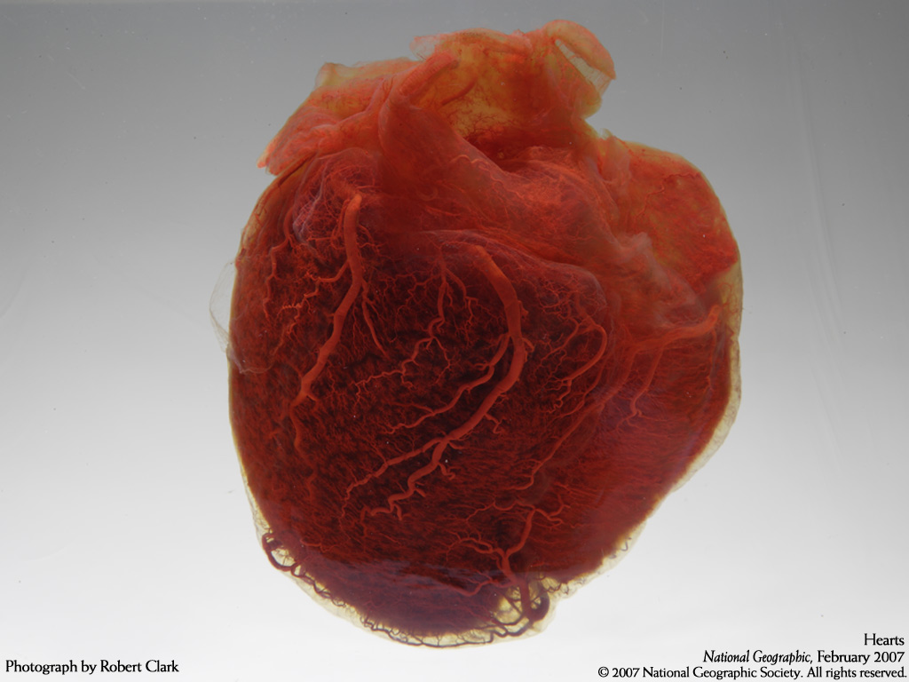 des cœurs miniatures sont cultivés en laboratoire