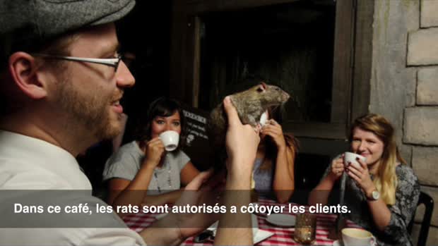 Boire son café en compagnie de rats