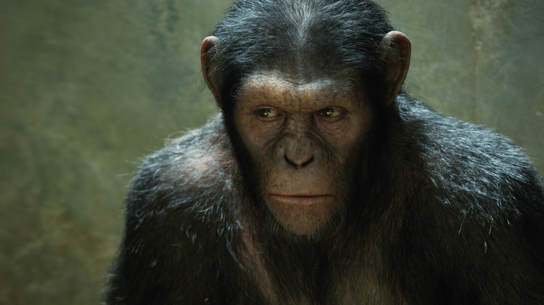 Des singes regardent en direct la première de "La planète des singes 2"