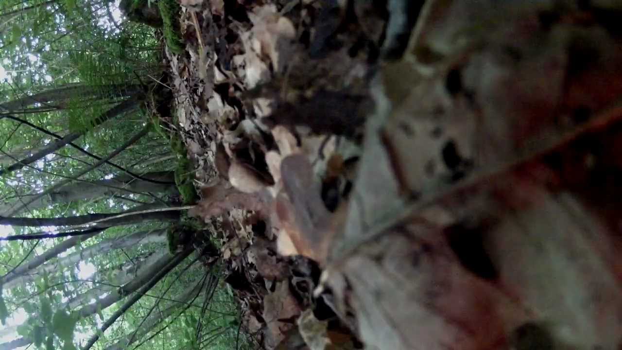 un renard fait joujou avec une caméra comme un chien avec son jouet