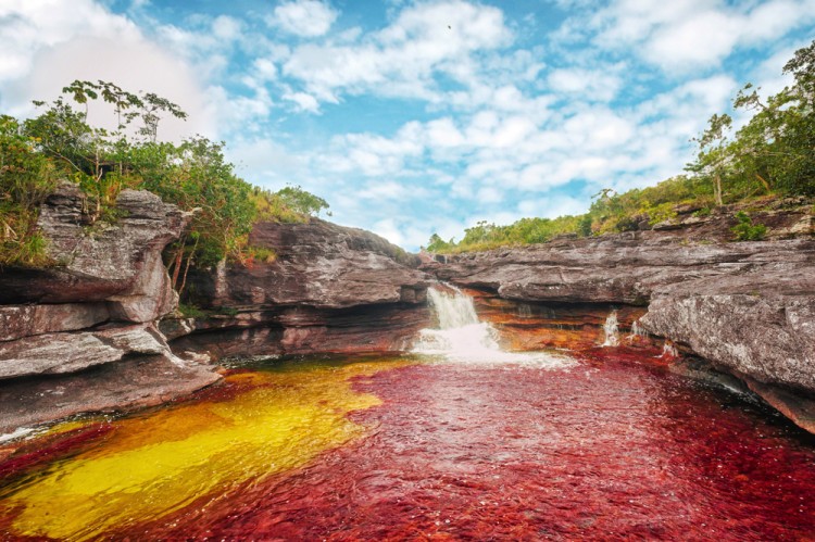 Riviere Cano Cristales - Colombie