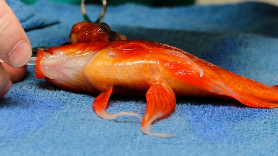 George le poisson rouge opéré d'une tumeur au cerveau