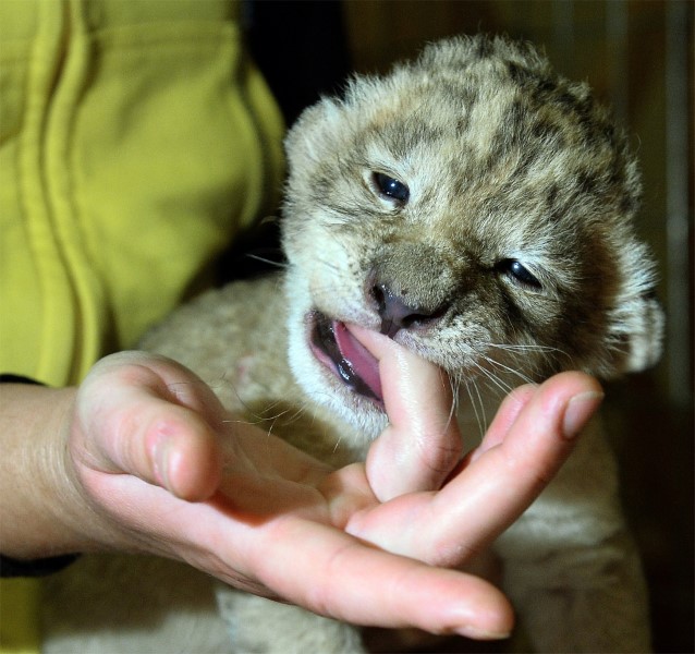 Une chienne adopte un lionceau en Pologne