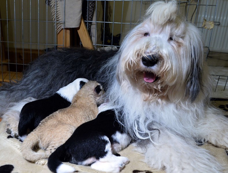 Une chienne adopte un lionceau en Pologne