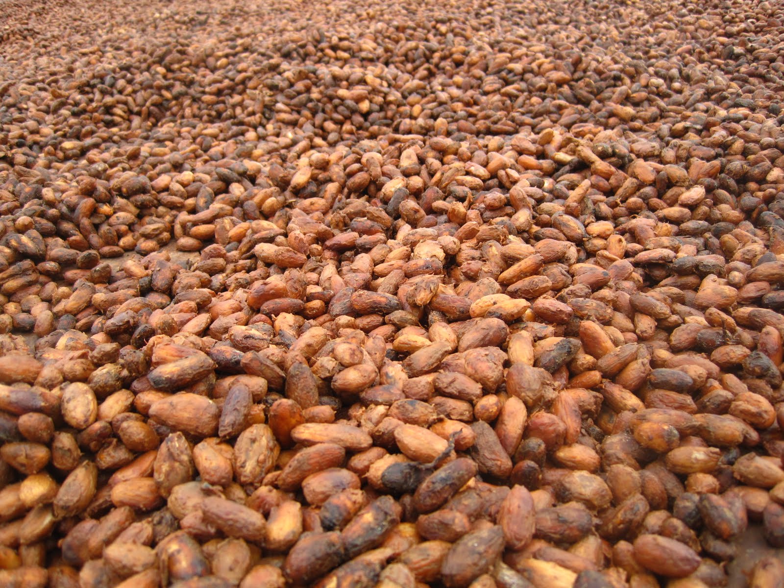 Cacao