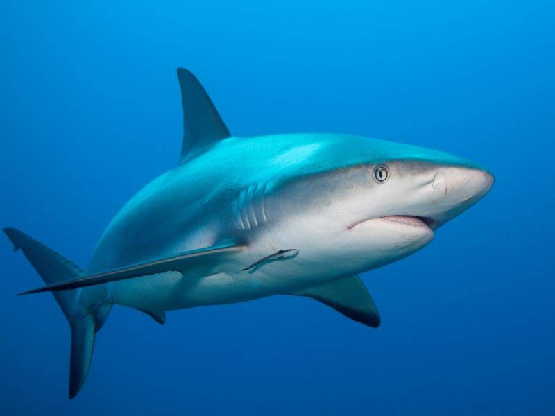 Requin