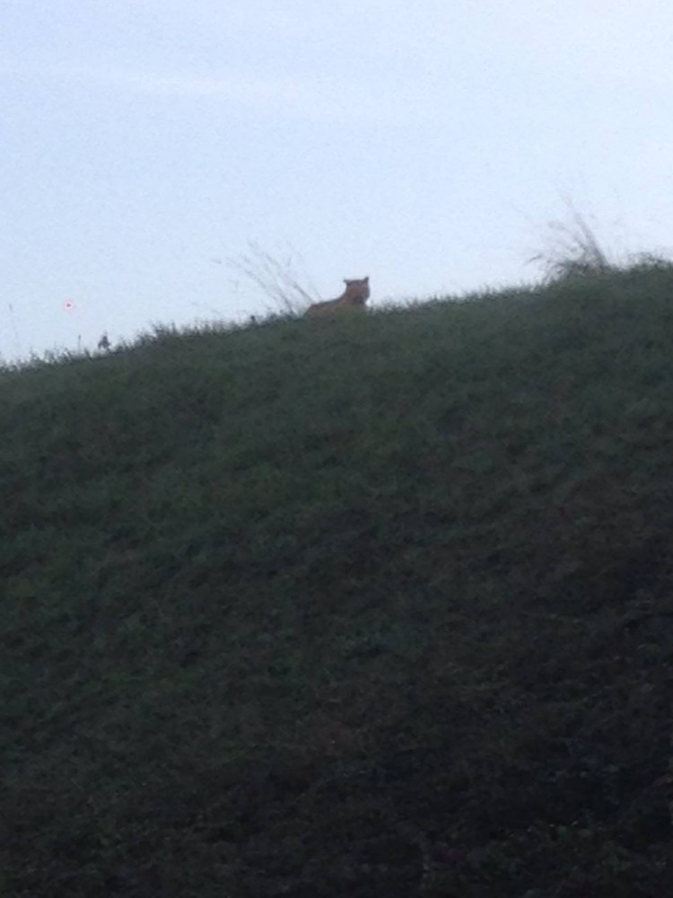 L'animal aperçu à Paris n'est pas un tigre mais un autre 