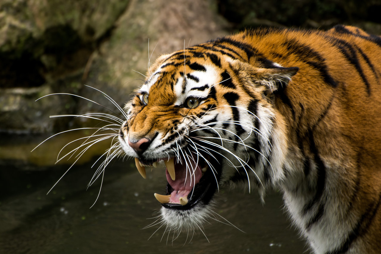 Un tigre à Paris