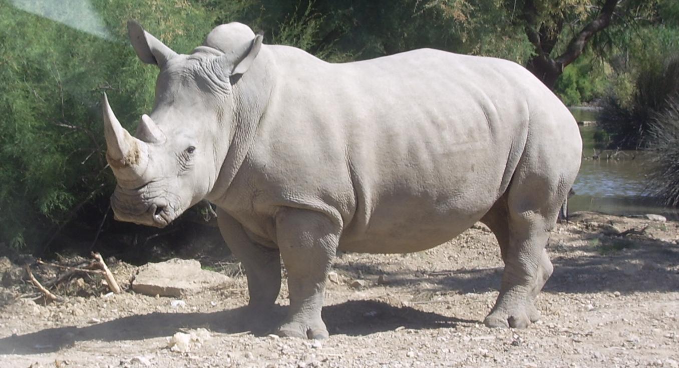 Il ne reste qu'un nombre bien limité de rhinocéros blanc