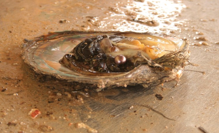 Les huîtres cachent encore des perles