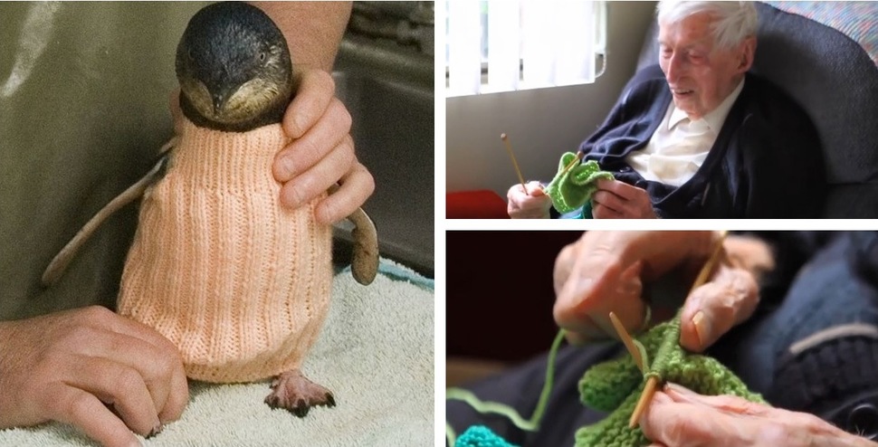 L’homme le plus âgé de l’Australie tricote des pulls pour les pingouins