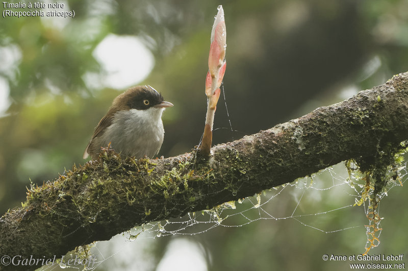 Timalie à tête noire Rhopocichla atriceps Dark-fronted Babbler