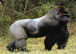 Le gorille du sud-ouest du Cameroun à l'origine de Sida