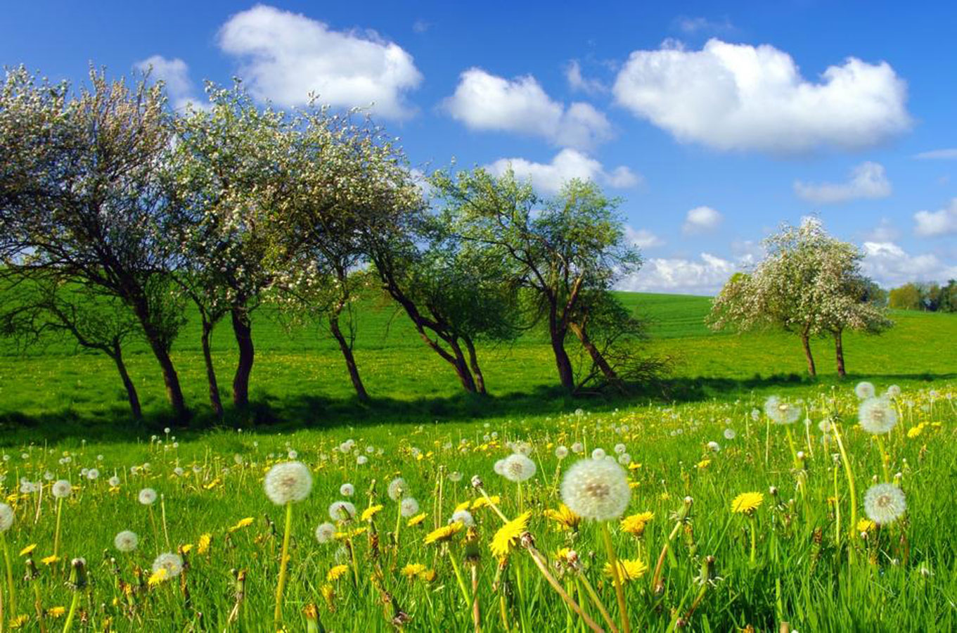 Le printemps et ses petits soucis