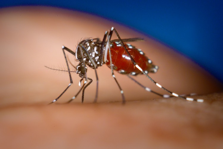 Chikungunya