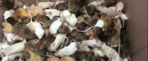 Plus d’un millier de souris saisies dans une résidence au Canada