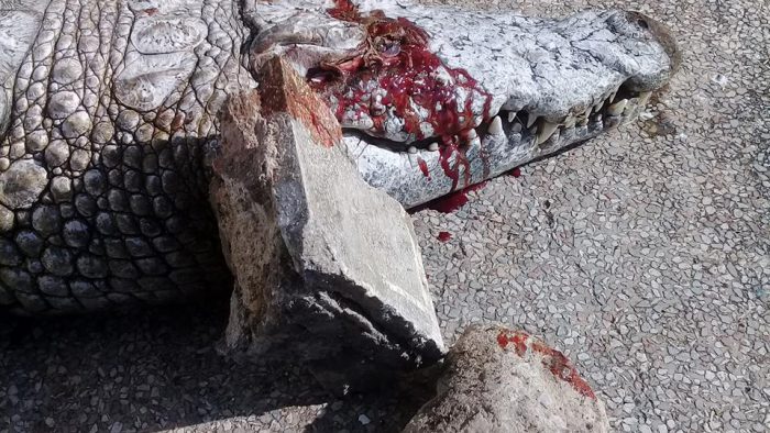 Tunis: Un crocodile tué à coups de pierres