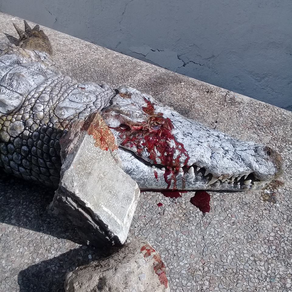 Tunis: Un crocodile tué à coups de pierres
