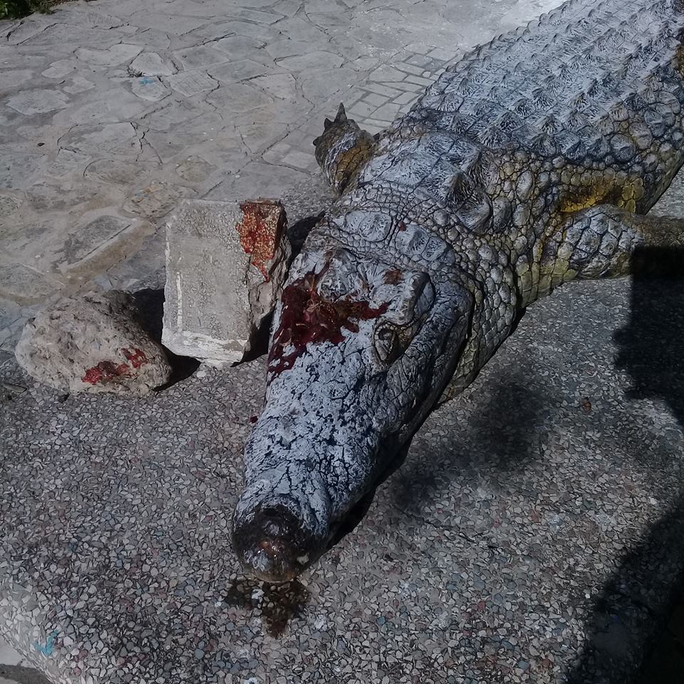 Tunis: Un crocodile tué à coups de pierres