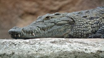 Un crocodile sauvagement tué par coups de pierres