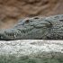 Un crocodile sauvagement tué par coups de pierres