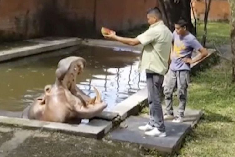 Salvador : L'hippopotame Gustavito battu à mort