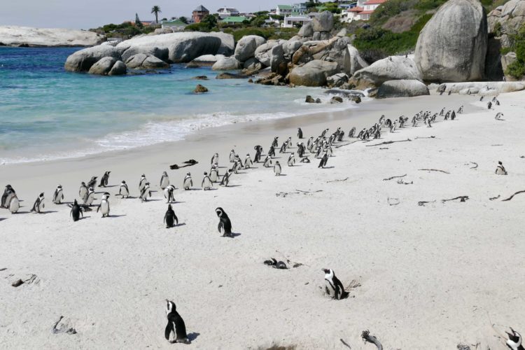 Boulders Beach - South Africa