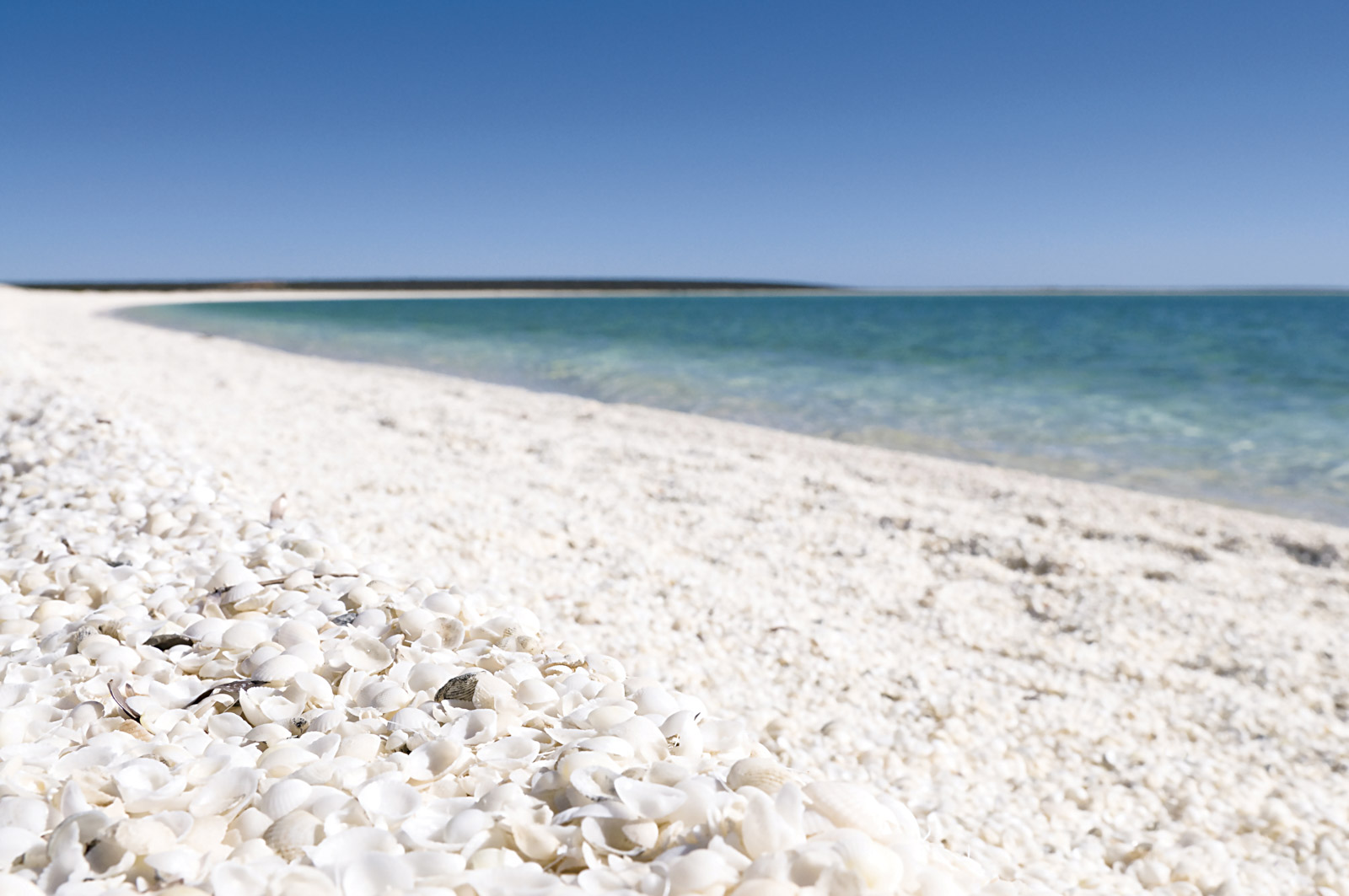 Shell Beach - Western Australia